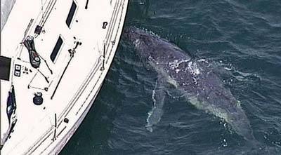 An ABC TV framegrab shows a baby humpback whale trying to suckle from an yacht near Sydney. Fears are growing for the survival chances of a lost baby humpback whale who tried to suckle from an Australian yacht in the belief it was its mother. [Agencies] 