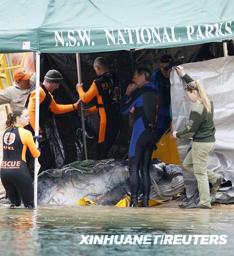 Australian parks and wildlife service workers stand next to the body of a whale calf in Pittwater, 40 km (25 miles) north of Sydney, August 22, 2008. The orphaned whale calf which had been suckling from a yacht in a Sydney bay in a futile bid to find its mother was given a lethal dose of anaesthetic on Friday as its condition deteriorated, Australian wildlife officers said. [Photo: Xinhuanet/Reuters]