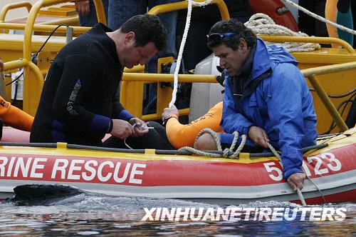 An Australian parks and wildlife service worker tries to cover a whale calf in Pittwater, 40 km north of Sydney August 22, 2008. The orphaned whale calf which had been suckling from a yacht in a Sydney bay in a futile bid to find its mother was given a lethal dose of anaesthetic on Friday as its condition deteriorated, Australian wildlife officers said. [Photo: Xinhuanet/Reuters]