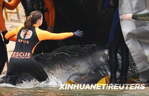 Australian parks and wildlife service workers prepare a needle for injection next to a whale calf in Pittwater, 40 km (25 miles) north of Sydney, August 22, 2008. The orphaned whale calf which had been suckling from a yacht in a Sydney bay in a futile bid to find its mother was given a lethal dose of anaesthetic on Friday as its condition deteriorated, Australian wildlife officers said. [Photo: Xinhuanet/Reuters]