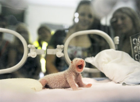 Visitors look at a baby panda at the Chengdu Panda Breeding Research Center in southwest China's Sichuan Province July 29, 2008.