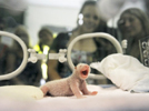 Visitors look at a baby panda at the Chengdu Panda Breeding Research Center in southwest China's Sichuan Province July 29, 2008.