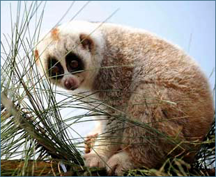 A pygmy loris looks back after winning a climbing event during an animal sports meeting at a wildlife park in Kunming, capital of Southwest China's Yunnan Province, Aug. 22, 2008. Some dozen animals in the park played on Friday for 'gold medals' in events as 'track and field', 'gymnastics', 'equestrian' and 'football'. [Xinhua]