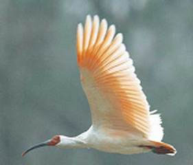 A crested ibis is seen here in this undated photo. [file]