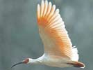 ROK to get gift of rare winged angels