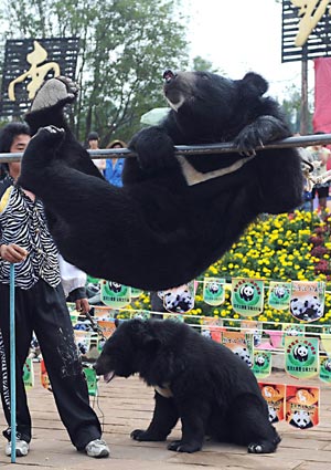 A black bear plays on a horizontal bar during an animal sports meeting at a wildlife park in Kunming, capital of Southwest China's Yunnan Province, Aug. 22, 2008.
