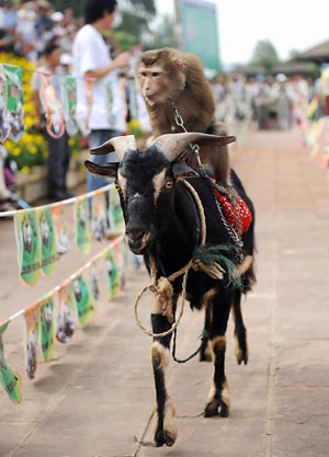 A macaque riding a goat performs during an animal sports meeting at a wildlife park in Kunming, capital of Southwest China's Yunnan Province, Aug. 22, 2008.