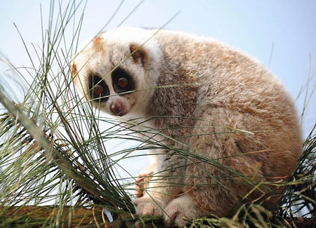 A pygmy loris looks back after winning a climbing event during an animal sports meeting at a wildlife park in Kunming, capital of Southwest China's Yunnan Province, Aug. 22, 2008.