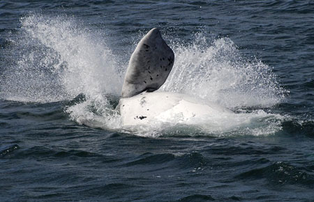 A rare albino Southern Right Whale calf at West Australia's Flinder's Bay is seen in this handout photo obtained August 26, 2008.