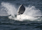 A rare albino Southern Right Whale calf