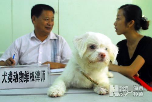 Su Ziying (L), a lawyer for pet dogs, offers consultation to a dog owner in Haikou, Hainan Province on August 26, 2008. [Photo: Xinhuanet.com] 