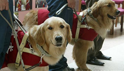 Guide dogs for foreigners attending the Beijing Paralympic Games will enjoy easy entry into China
