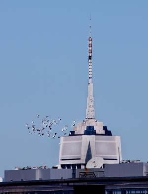 Pigeons fly near an antenna in central Beijing, China, August 31, 2008. Beijing saw an extra bright sunshine on Sunday.