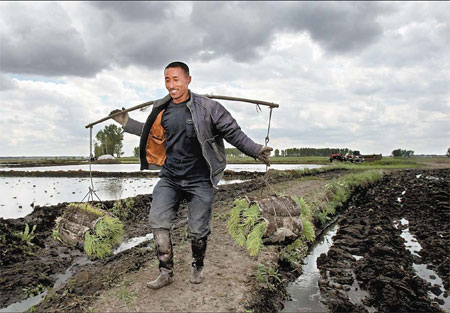 A farmer carries rice seedlings in Yushu, Jilin province, in May. Many farmers have turned their land into paddy fields in the wake of rising rice prices. File photo