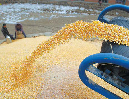Corn is processed at a farm in Yitong Manchu autonomous county in Jilin province in this file photo.