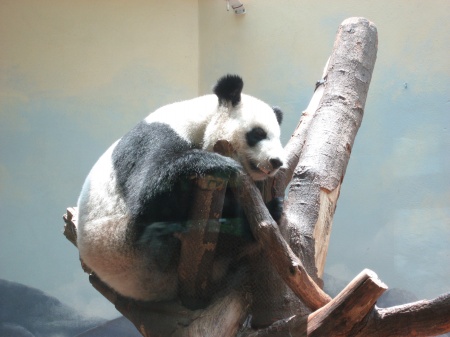 A file photo of giant panda Lun Lun