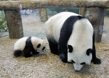 In the file photo are show giant panda Lun Lun and her baby Mei Lan who made its debut in the Atlanta Zoo on January 12, 2007. Lun Lun gave birth to Mei Lan in September 2006. 