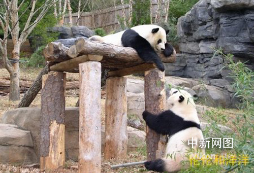 Lun Lun and Yang Yang