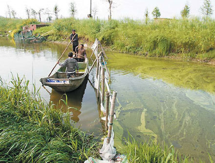 Villagers in Yixing, Jiangsu province, clean algae from a stream leading into Taihu Lake. 