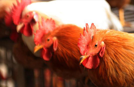 Chickens to be sold in a market. Chinese poultry meat will soon appear on European dinner tables under a European Union decision, effective on Tuesday, to lift a six-year import ban.[Asianewsphoto]