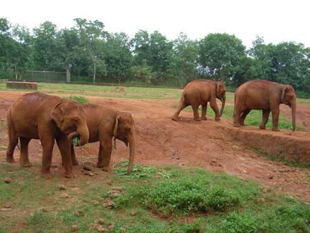 Four-year-old male elephant Xiguang and his companions having their meals in a wild animal protection center in Hainan Province. 