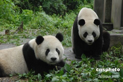 Giant pandas Tuan Tuan and Yuan Yuan