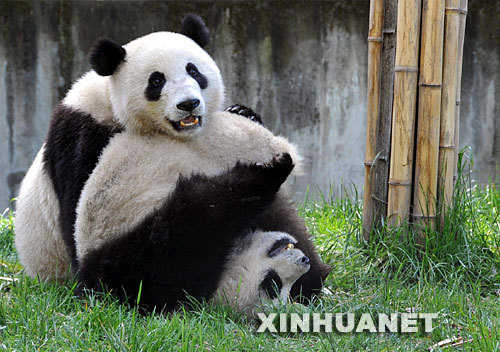 Giant pandas Tuan Tuan and Yuan Yuan