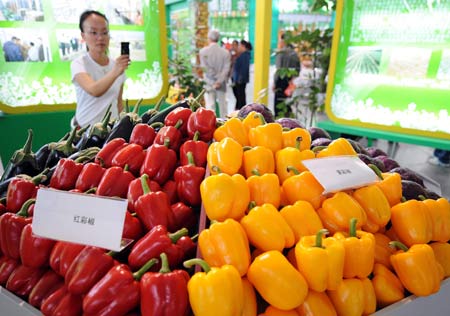 A visitor takes photos of big eggplants and capsicums at the 2008 Kunming International Agriculture Exposition in Kunming, southwest China's Yunnan Province, Sept. 4, 2008. Visitors were attracted by some vegetables in extra large size during the exposition, such as big pumpkins and eggplants. [Xinhua] 
