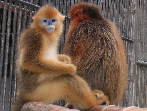 A file photo of wild gray snub-nosed monkeys, an endangered species only found in southwest China's Guizhou Province