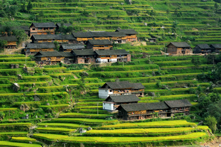 Houses of the Shui ethnic group are seen among terrace fields on the hillside in Duyun, southwest China's Guizhou Province, September 7, 2008.