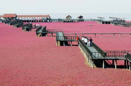 Tourists enjoy the splendid red beach scenery in Panjin, Northeast China's Liaoning Province, September 8, 2008. The sea-blite plants living in the mud flat of Panjin start to grow in every April or May. The color is green at the beginning, and turns red gradually. 