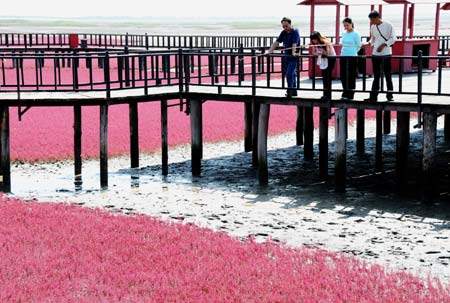 Tourists enjoy the splendid red beach scenery in Panjin, Northeast China's Liaoning Province, September 8, 2008. The sea-blite plants living in the mud flat of Panjin start to grow in every April or May. 