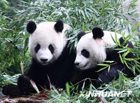 Giant pandas Tuan Tuan and Yuan in the Bifeng Gorge Base of the China Panda-protection Research Center in Ya'an.