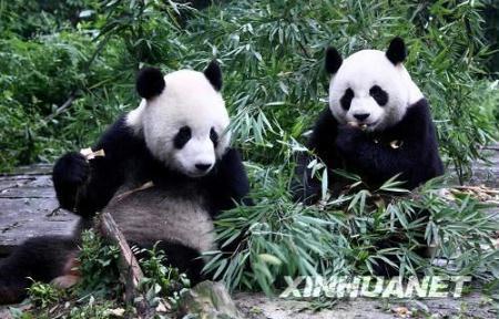 Giant pandas Tuan Tuan and Yuan in the Bifeng Gorge Base of the China Panda-protection Research Center in Ya'an. Photo September 9, 2008