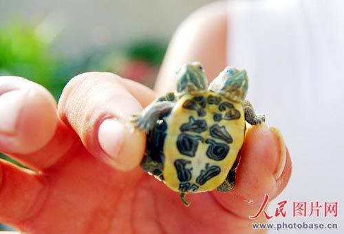 The tortoise's colorful belly. [Photo: photobase.cn]