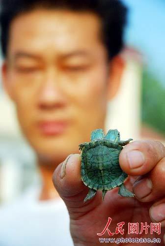 A worker displays the tortoise. [Photo: photobase.cn] 