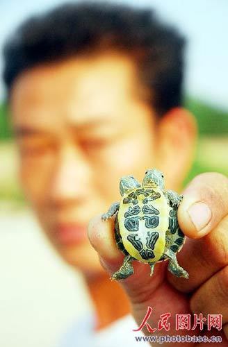 A worker displays the tortoise. [Photo: photobase.cn]