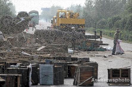 Bees swarm along a road after escaping from hives being carried on a truck in Changchun, Jilin province on September 10, 2008. Three people were stung to death by the swarm that was set free when the truck they were on collided with a farm vehicle and overturned. [Asianewsphoto]