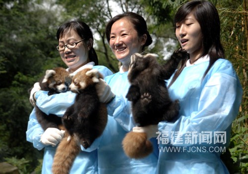 Workers show the red panda cubs to the public at the Panda Research Center in Fuzhou, in south China's Fujian Province on Wednesday, September 10, 2008. [Photo: fjcns.com]