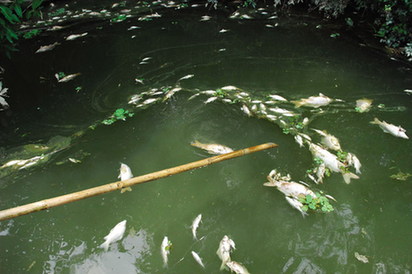 Dead fish float on the surface of the Liuxi River in Guangzhou on Tuesday September 9, 2008. [China Daily]