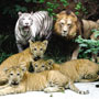 3 lion-tiger cubs weaned in Nanjing