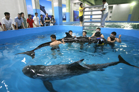 Vets help two whales adapt to the new environment after they were delivered to the aquarium in Hefei, east China's Anhui Province, September 13, 2008. The aquarium bought two artificially bred whales from Japan for more than a million yuan.