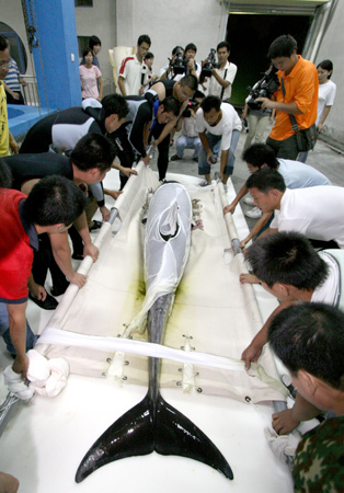 Workers release a whale after it was transported from Japan to the aquarium in Hefei.