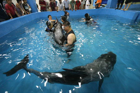 Vets help two whales adapt to the new environment after they were delivered to the aquarium in Hefei, east China's Anhui Province, September 13, 2008. The aquarium bought two artificially bred whales from Japan for more than a million yuan.