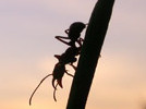 US biologists discover new ant species in Amazon rainforest