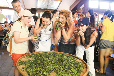 Expatriates check tea leaves for fragrance before drying the leaves to make tea during a trip to OCT East in Yantian District, Shenzhen. The tour was organized by OCT East and the Shenzhen Daily, with 50 people joining the tour. 