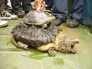 Villagers compare a common tortoise with an unusual looking Eaglemouth tortoise in this photo published on September 14, 2008. [Photo: Yangtze Evening News]