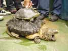 Eaglemouth tortoise found in E China