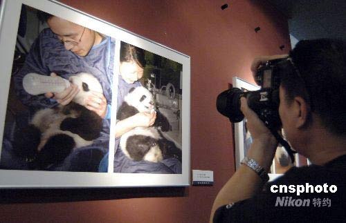 Photos of Giant Panda cub twins are displayed in an exhibition held in Beijing on Thursday, September 18, 2008. [cnsphoto]