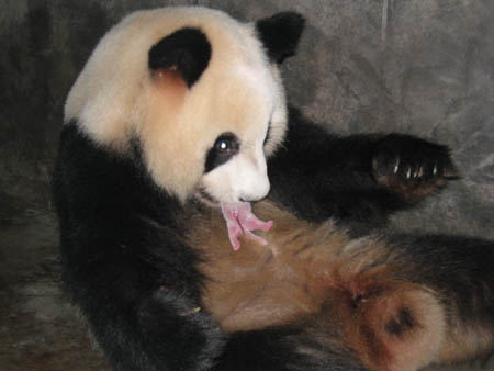 Five-year old panda named Yuan Yuan successfully gave birth to her first cub.